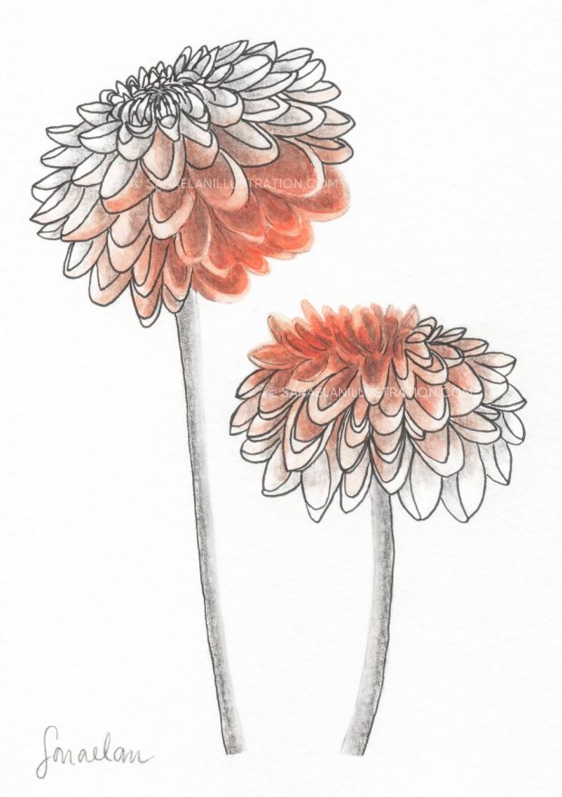 Disegno di fiori di dalia colorati con sfumatura graduale di acquerello