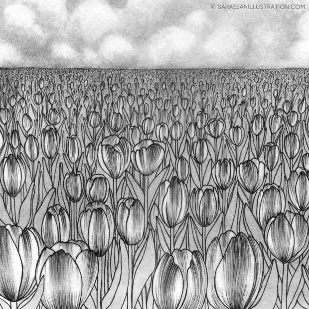 Illustrazione campo di tulipani matita e fineliner