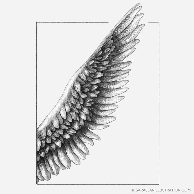 Disegni Inktober 2023 giorno 16 ANGEL disegno in inchiostro di ala di angelo