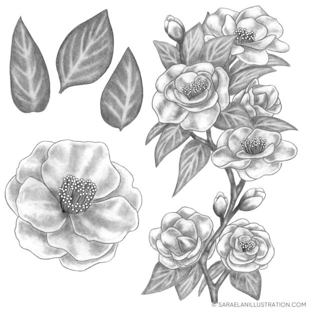 Disegni a matita fiori di camelia