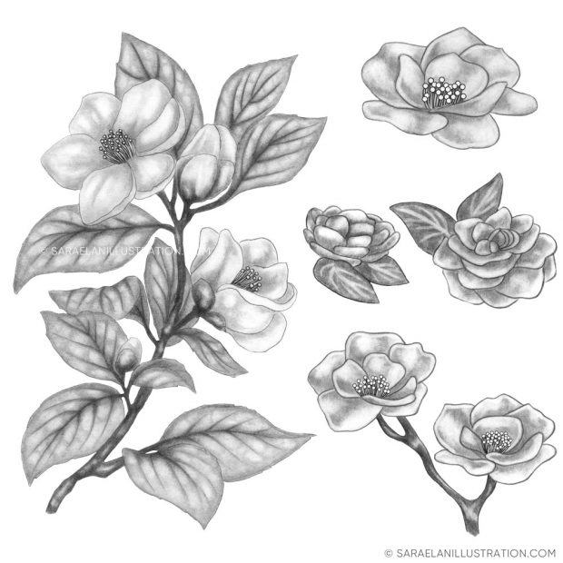 Disegni a matita ramo di camelia