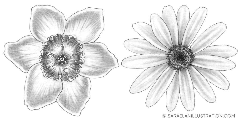 Disegni di fiori in bianco e nero da usare come grafiche floreali per le storie in evidenza di Instagram