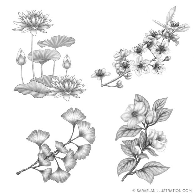 Disegni di fiori a matita