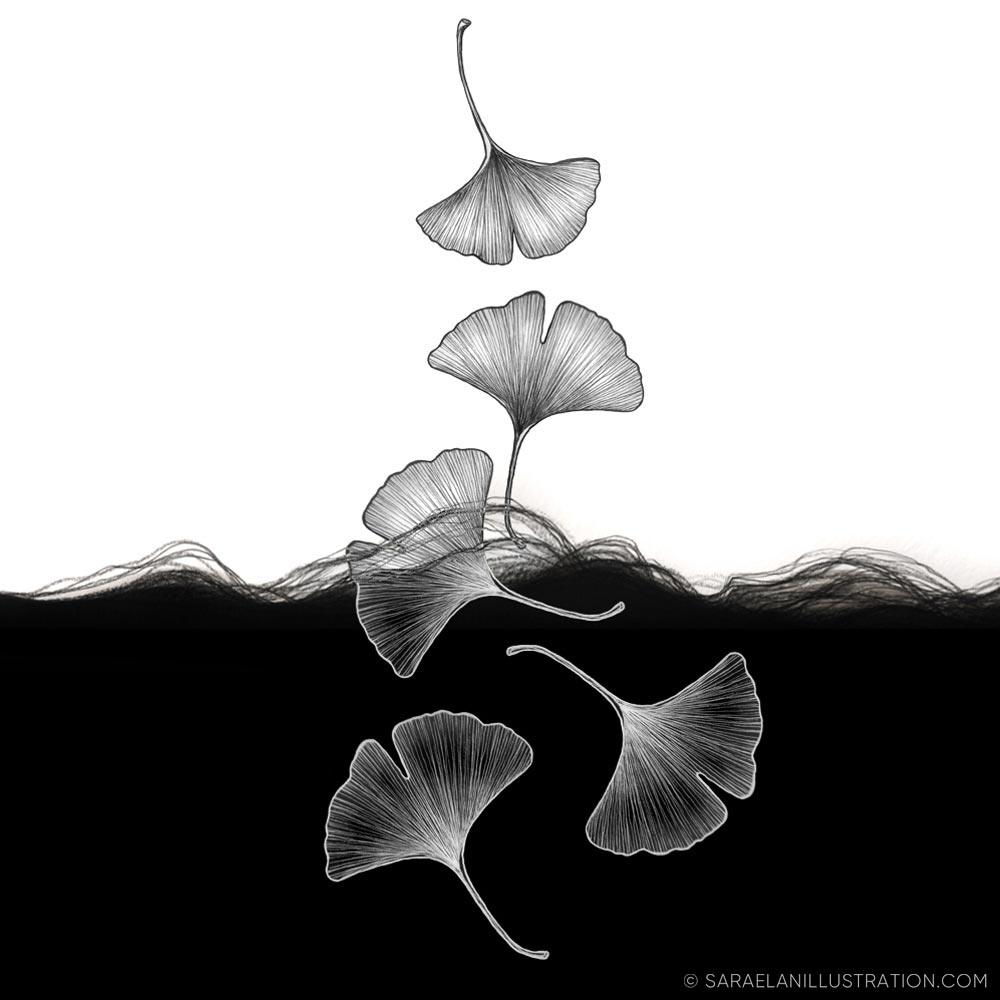 Illustrazione con foglie di Ginkgo Biloba in bianco e nero yin e yang