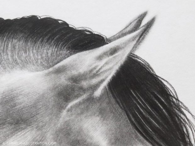 Dettaglio orecchio disegno di cavallo
