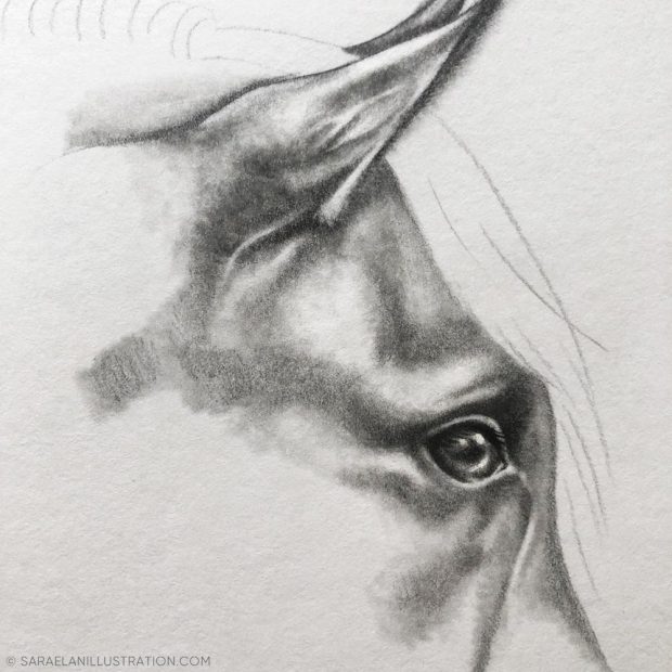 Disegnare l'occhio di un cavallo