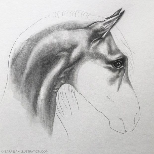 Disegnare la muscolatura di un cavallo