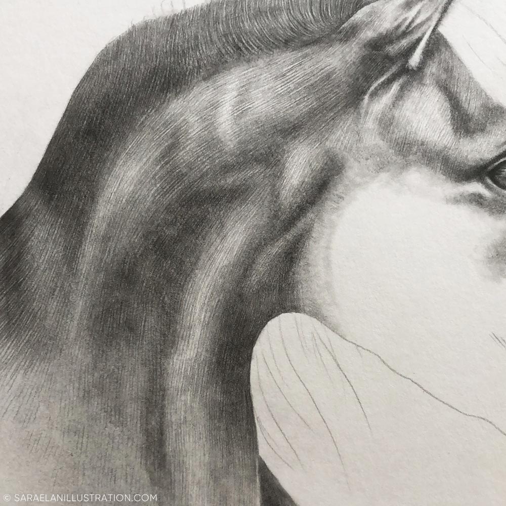 Disegnare l'effetto del pelo corto e lucido di un cavallo
