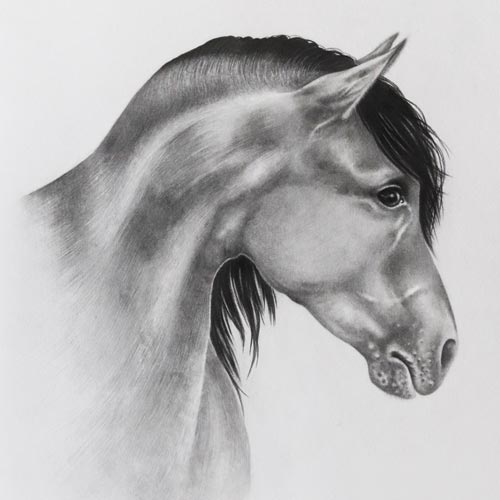 Disegno di un cavallo a matita