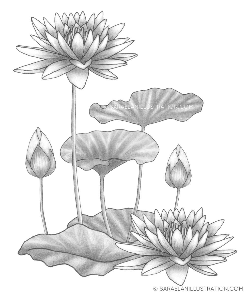 Disegno fiore di loto a matita
