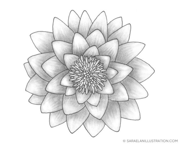 Disegno fiore di loto