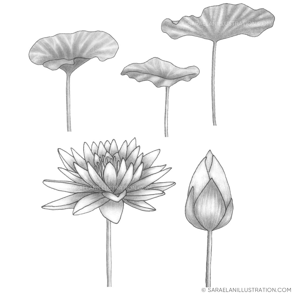 Disegno fiore di loto