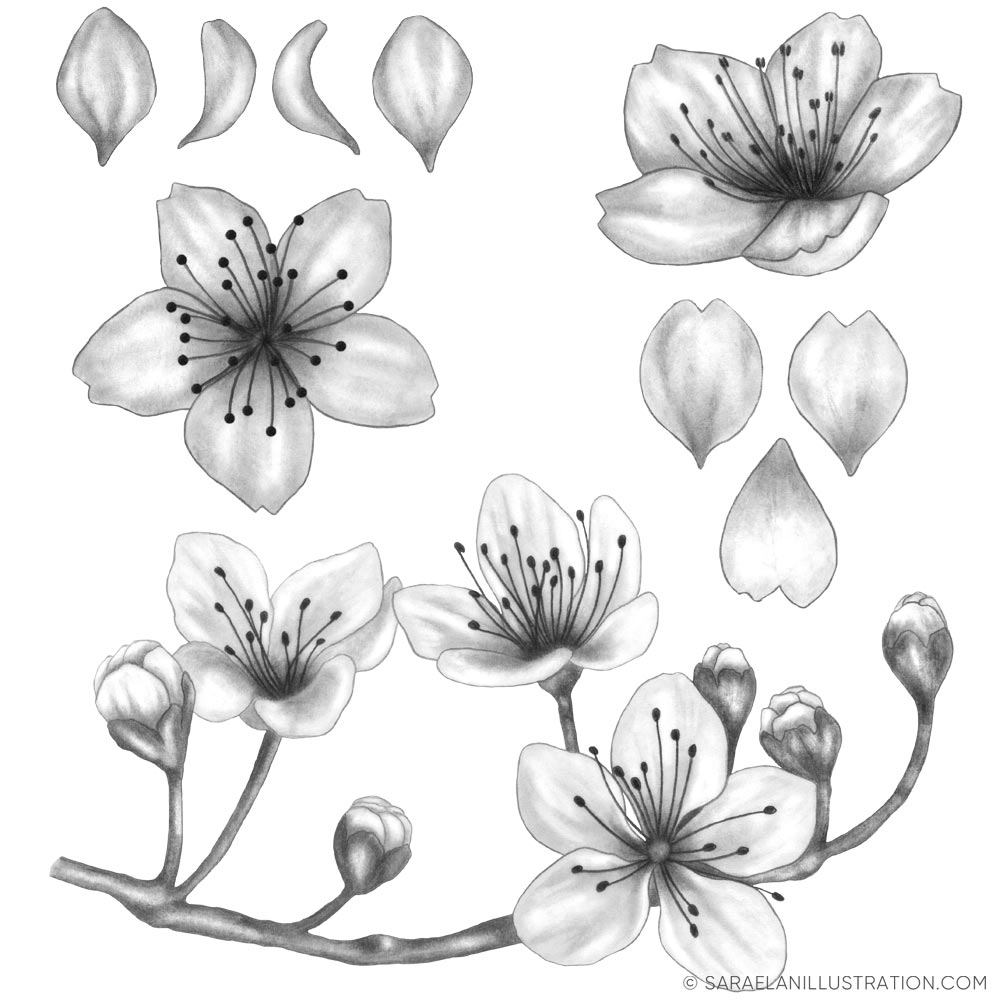 Disegno di fiori di ciliegio per patter personalizzato