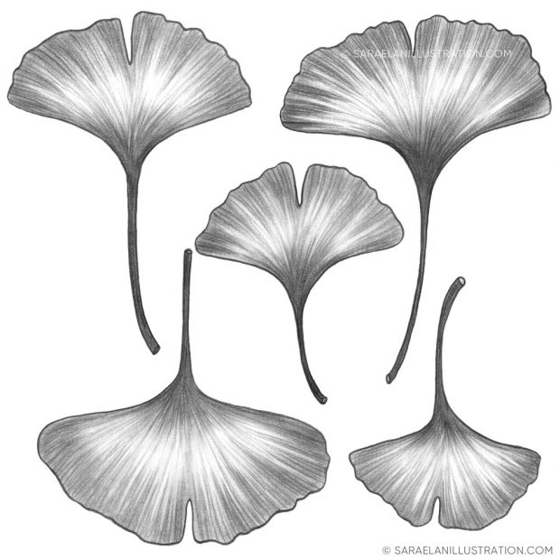 disegno di foglie di ginkgo biloba