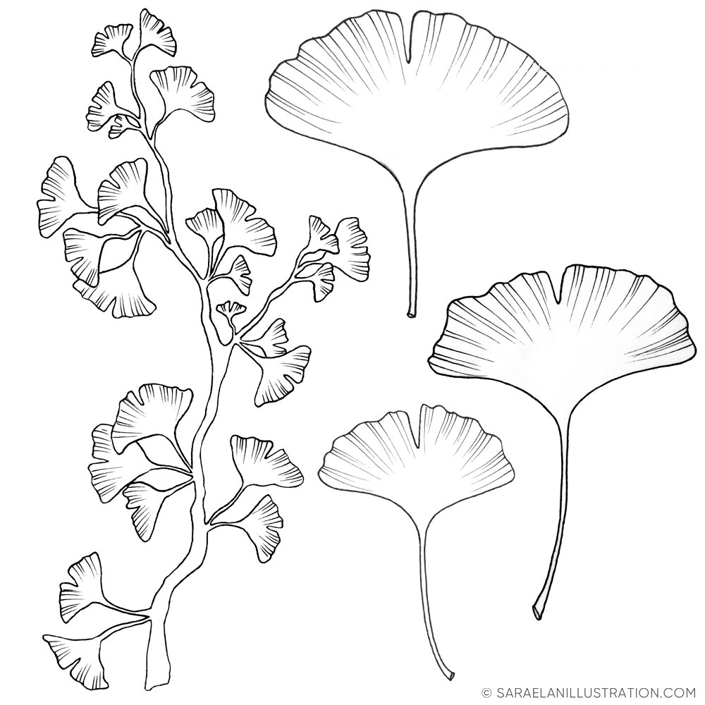 illustrazioni di foglie di ginkgo biloba