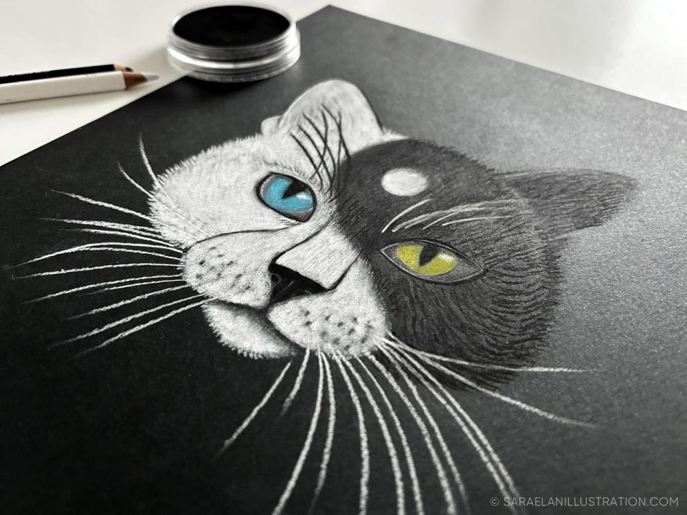 Gatto bianco e nero con occhi di colore diversi