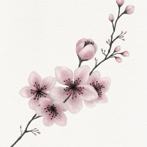Disegno di un ramo di fiori di ciliegio rosa per la bomboniera di una comunione