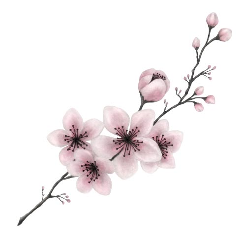 Disegno di un ramo di fiori di ciliegio rosa per la bomboniera di una comunione