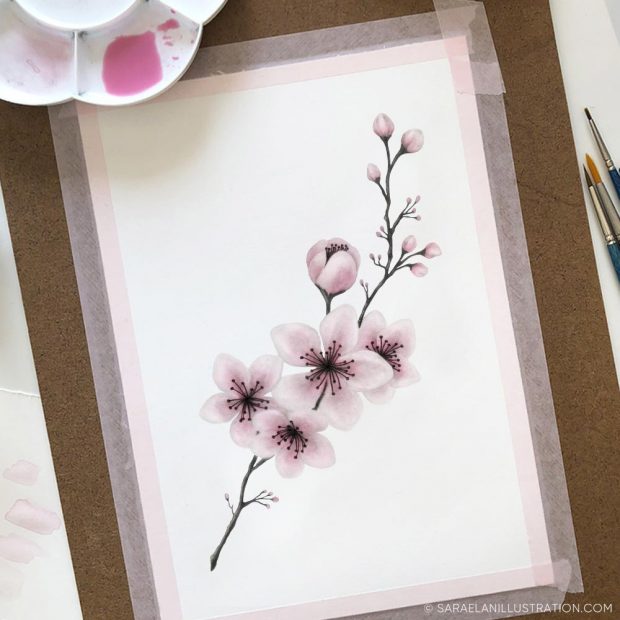 Disegno ramo di ciliegio colorato con acquerello rosa