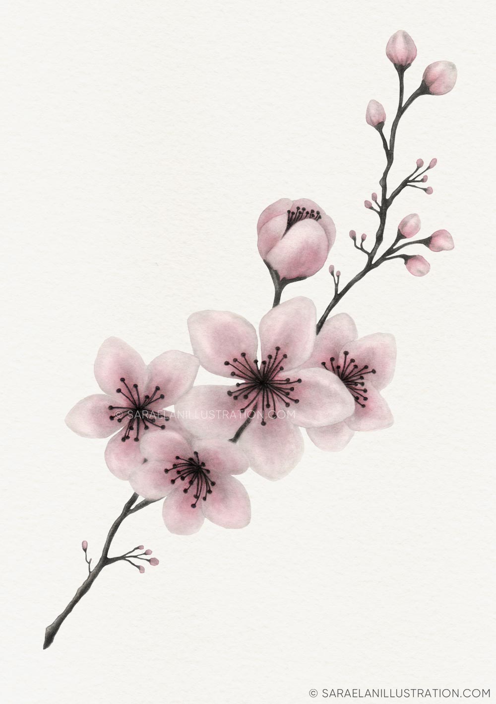 Disegno personalizzato di ramo di ciliegio rosa in acquerello per la bomboniera di una comunione