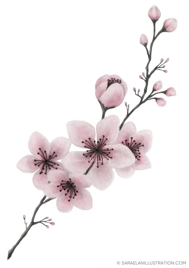 Disegno personalizzato di ramo di ciliegio rosa in acquerello per la bomboniera di una comunione