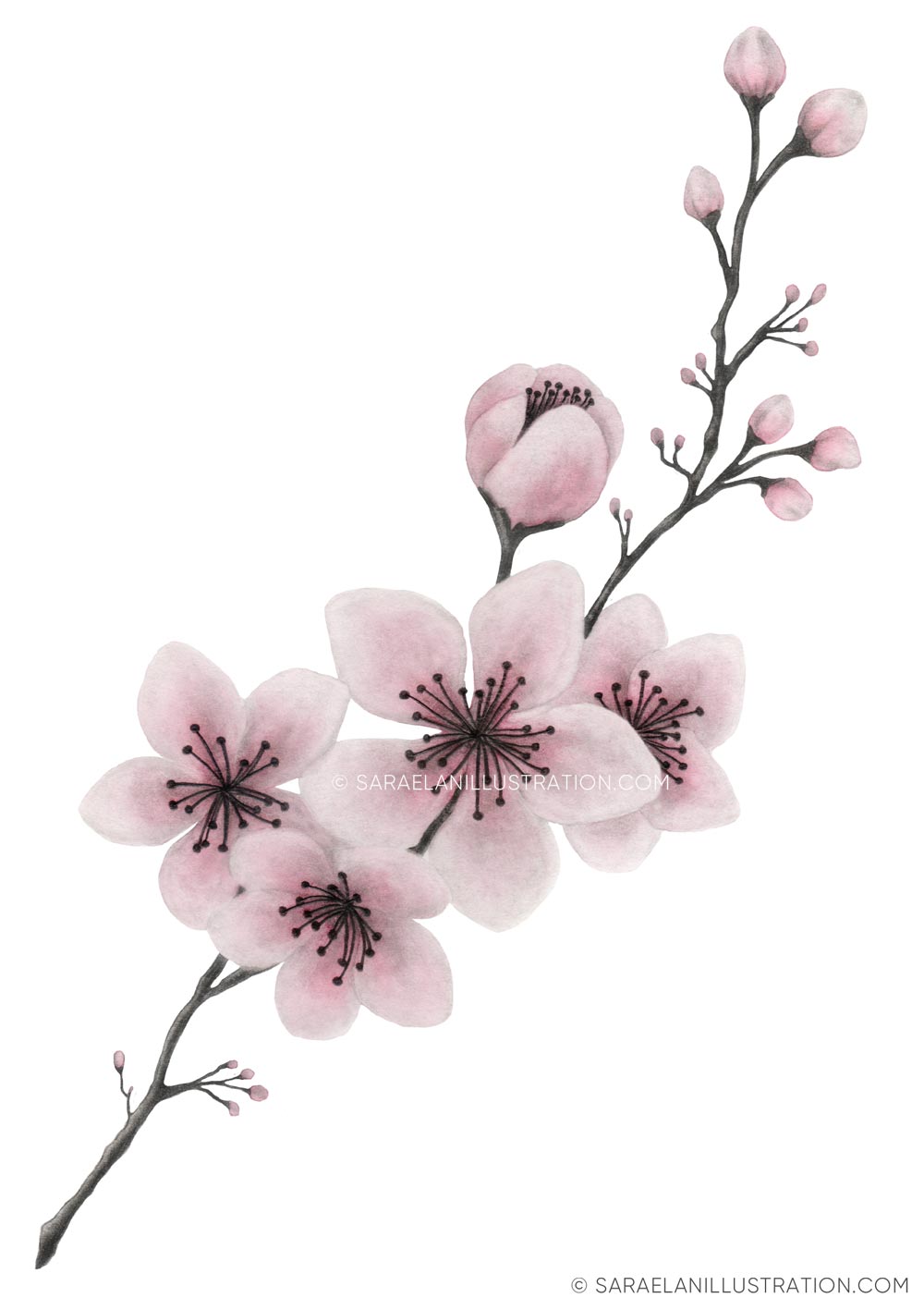 Disegno personalizzato di ramo di ciliegio rosa in acquerello per bomboniera