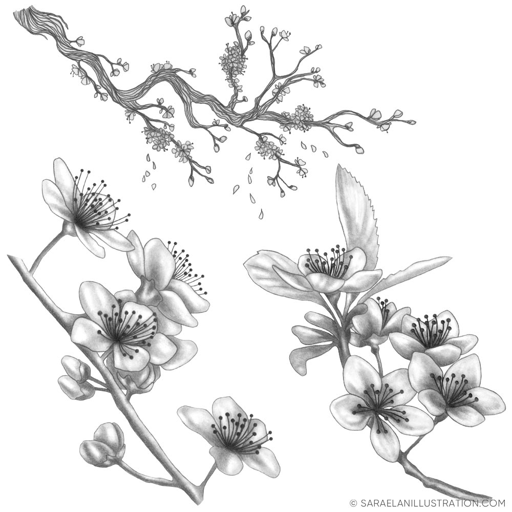 Disegno di rami di fiori di ciliegio per patter personalizzato