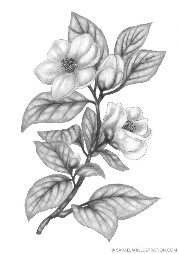 Disegno ramo camelia a matita