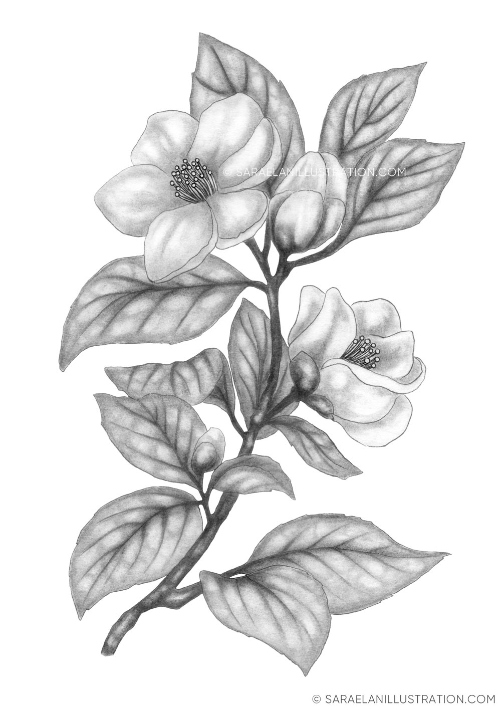 Disegno a matita di un rametto di camelia