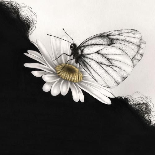 Equilibrium - disegni di farfalle in equilibrio di Sara Elan Donati