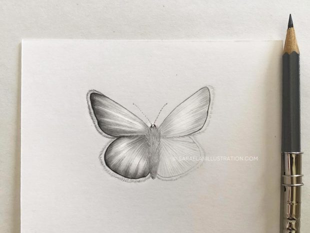 Disegnare farfalle in modi diversi farfalla disegnata a matita