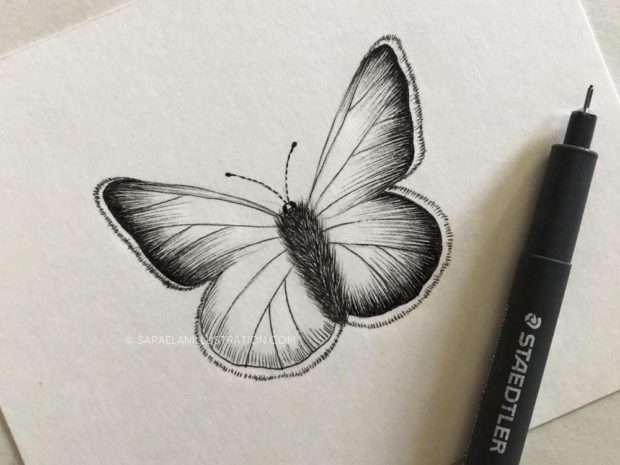 Disegnare farfalle in modi diversi farfalla disegnata in inchiostro