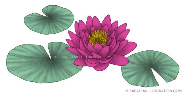 Illustrazione fiore di loto