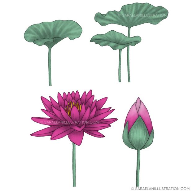 Illustrazione fiori di loto