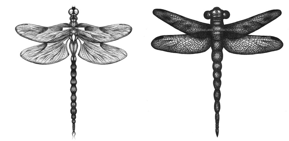 Disegni di libellule matita e inchiostro