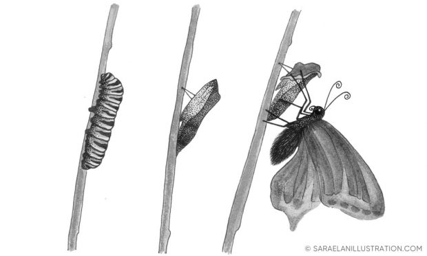 disegnare con inchiostro liquido - trasformazione da bruco a farfalla
