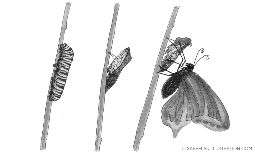 disegnare con inchiostro liquido - trasformazione da bruco a farfalla