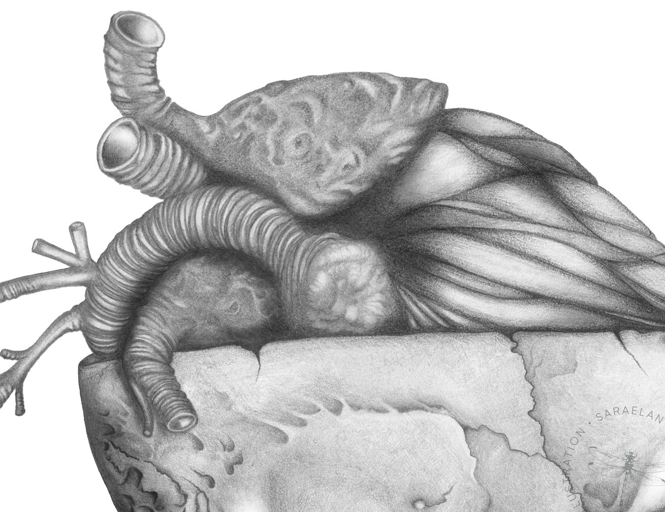 Lezioni Di Anatomia Amore Teschio Con Cuore Anatomico Disegnato A Matita Disegni E Illustrazioni Di Sara Elan Donati Saraelan Illustration Saraelan Illustration