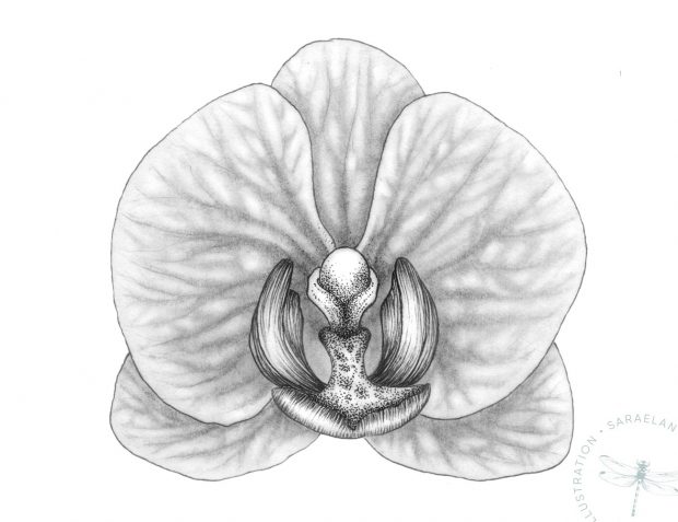 Disegno di orchidea a matita