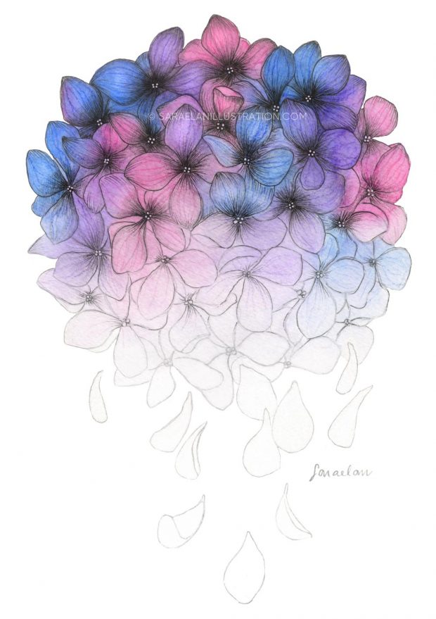 Disegno di fiori di ortensia colorati con sfumatura graduale di acquerello