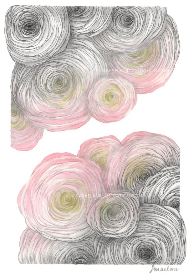 Disegno di fiori di ranuncolo colorati con sfumatura graduale di acquerello