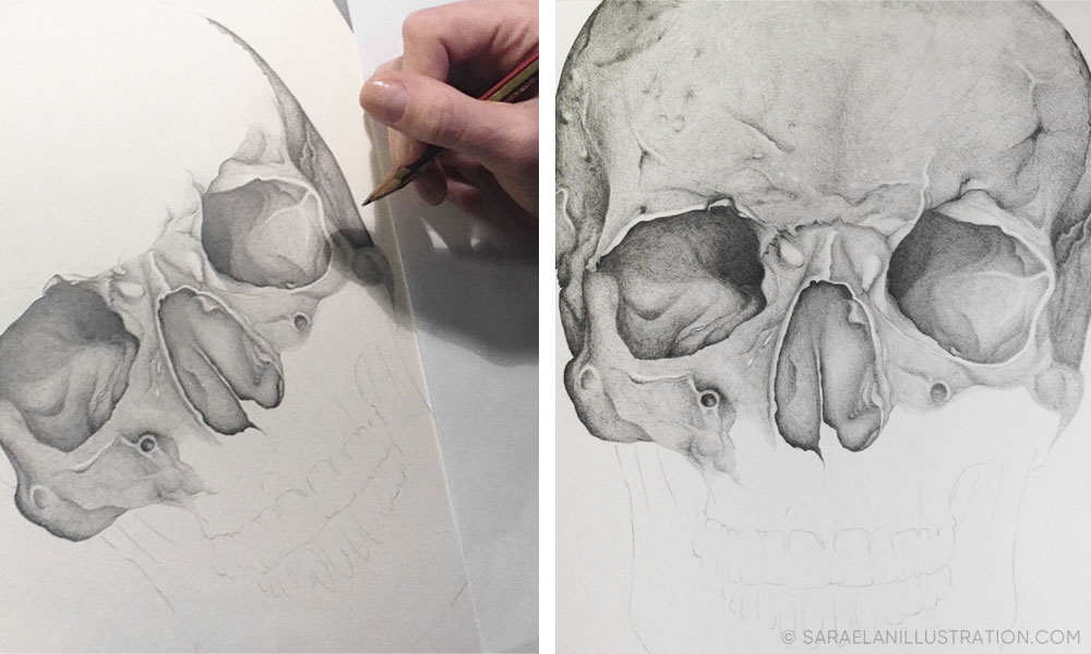 Disegni anatomici con metafore - Teschio anatomico disegnato a matita di Sara Elan Donati - Saraelan illustration