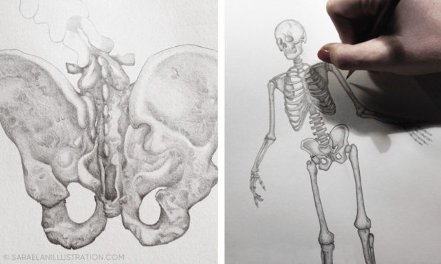 Parti anatomiche disegnate a matita