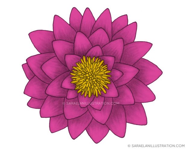 Illustrazione fiore di loto