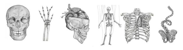 Lezioni di anatomia - disegni di anatomia metaforica di Sara Elan Donati - Saraelan illustration